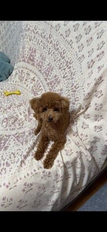 株式会社HKT　訪問看護ステーションこじゃんとの求人・転職情報