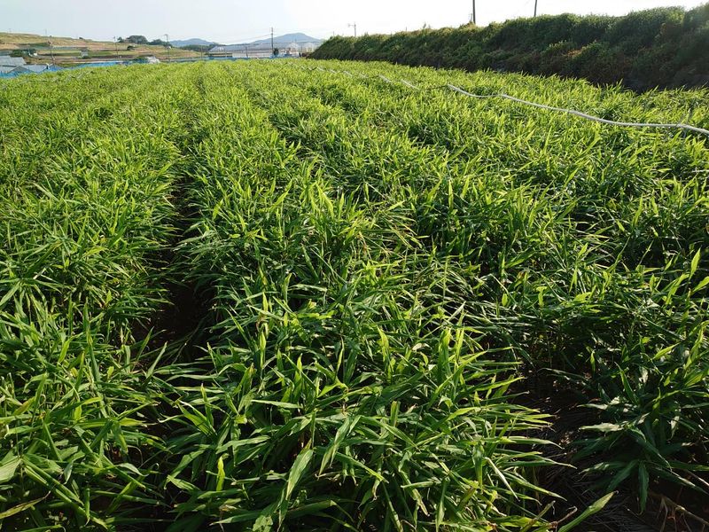 中尾農園のアルバイト・バイト求人情報-01