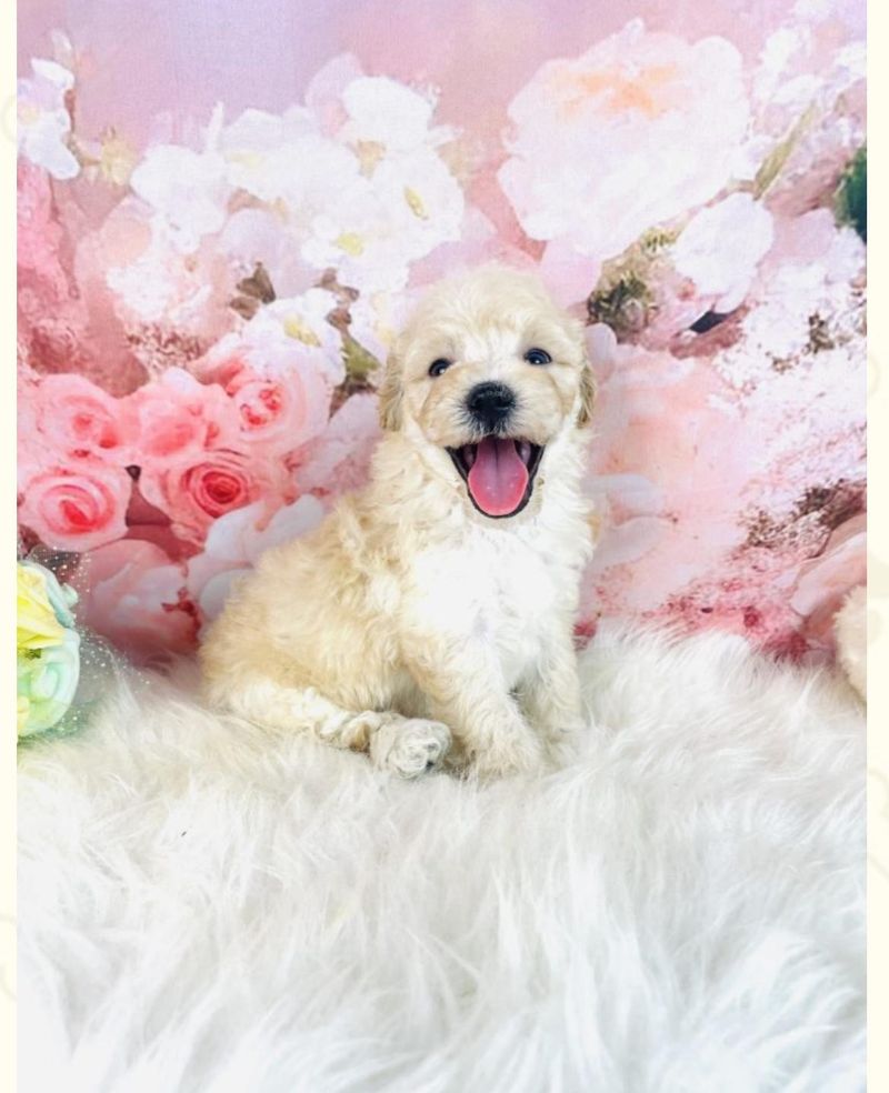 にっしん犬舎のアルバイト・バイト求人情報-03