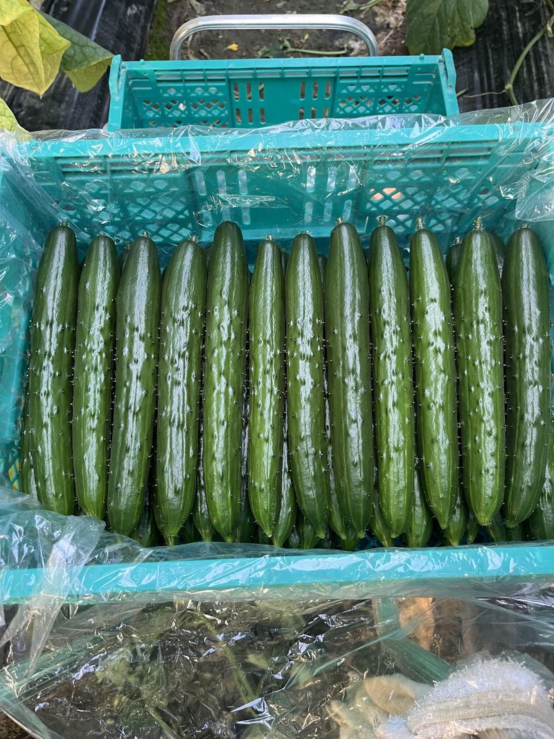 宮崎エヌファームのアルバイト・バイト求人情報-02