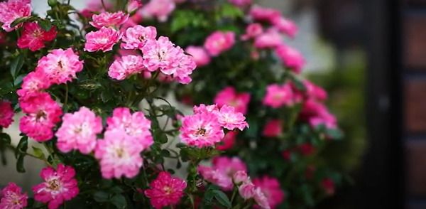 有限会社小山生花店のアルバイト・バイト求人情報-04