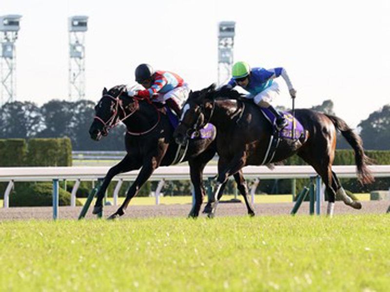 日本中央競馬会京都競馬場の求人情報