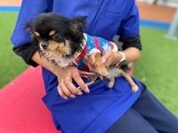 有限会社大浩商事 Dog Palaceの派遣求人情報