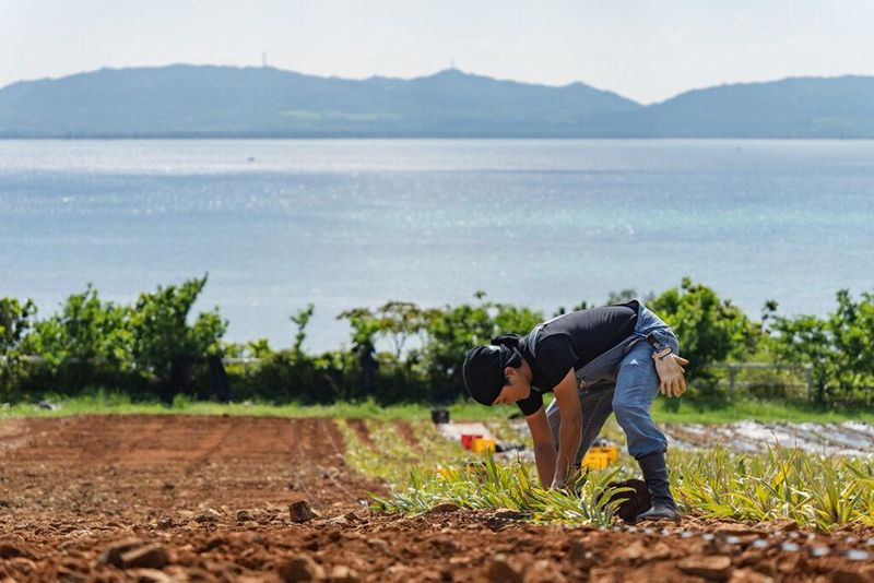 農業生産法人有限会社やえやまファームの求人・転職情報