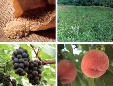 シャトレーゼ　本社工場のアルバイト・バイト求人情報-42