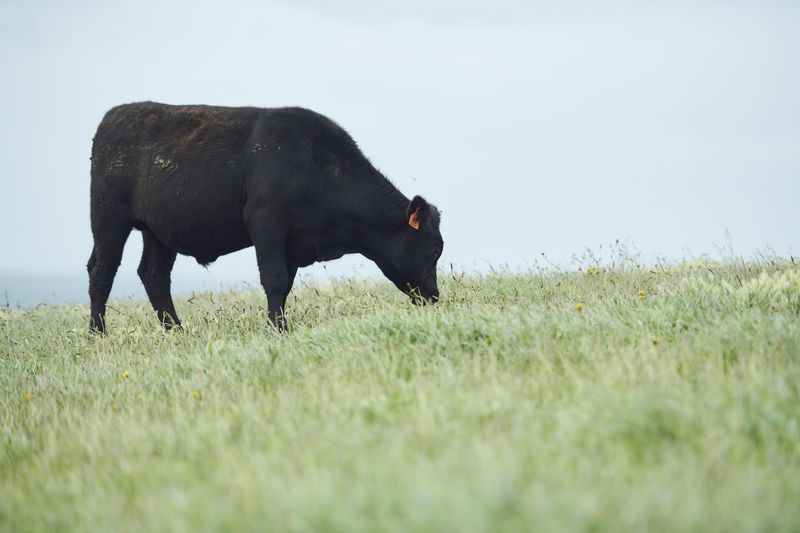 株式会社アレフ