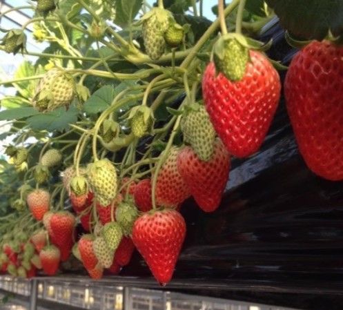 JAふじ伊豆 伊豆太陽地区無料職業紹介所の求人・転職情報