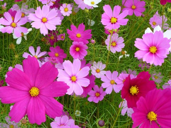 沖縄県くみあい生花株式会社の求人・転職情報