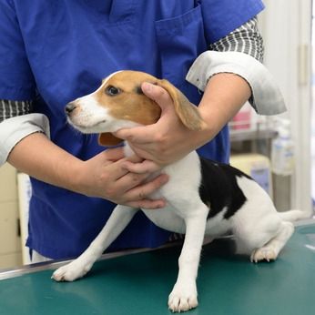 有限会社大浩商事 Dog Field 千葉ブリーディングのアルバイト・バイト求人情報-02