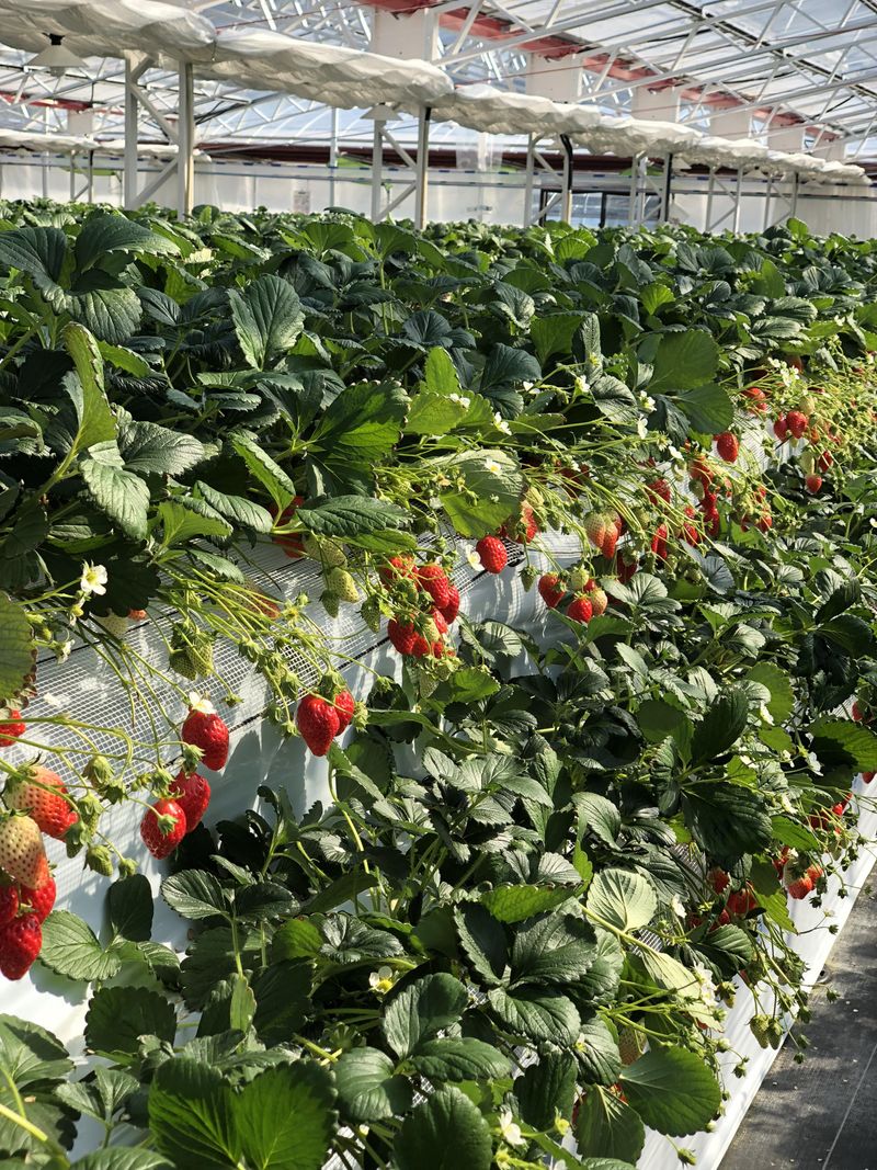 株式会社グリーンファームの派遣求人情報